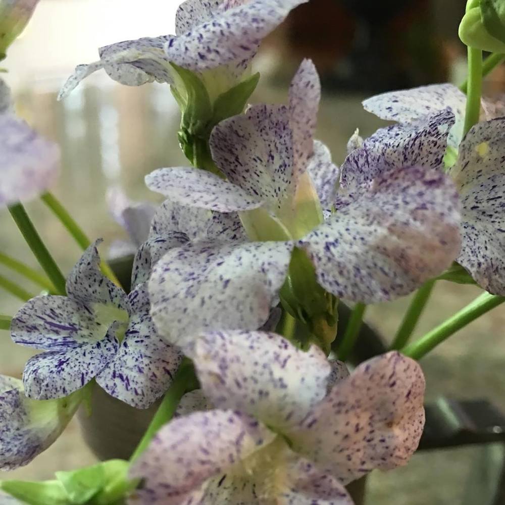 Meet your Posher, Bonnie